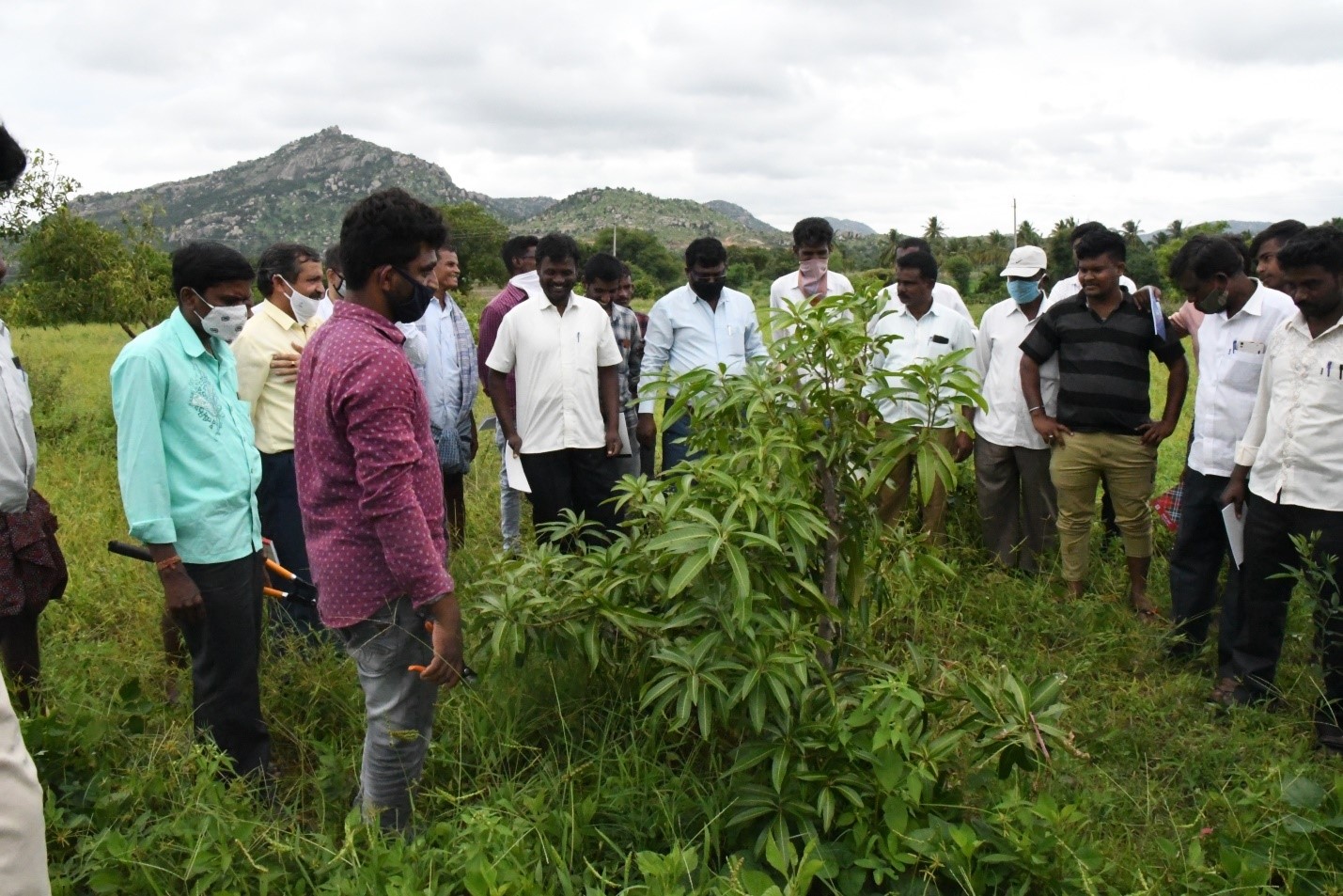Skill Demonstration on Canopy Management in Mango Orchards was Organized