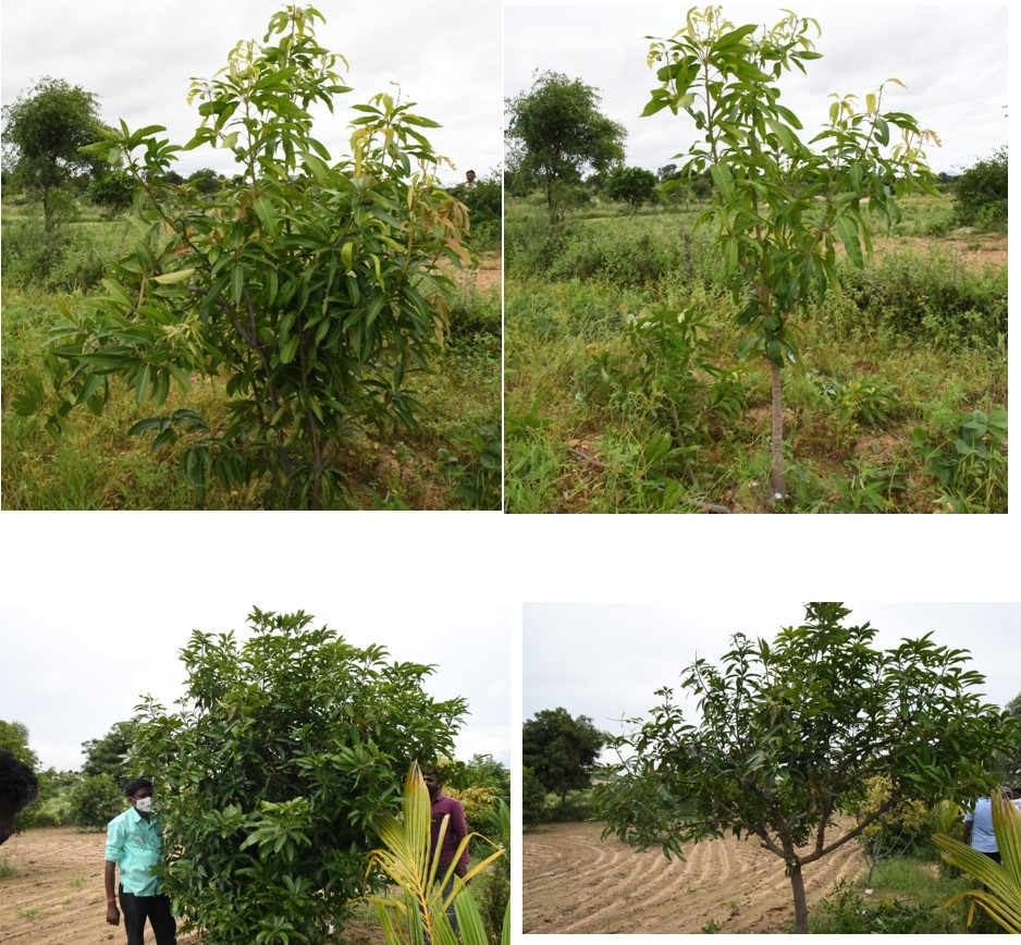 Skill Demonstration on Canopy Management in Mango Orchards was Organized