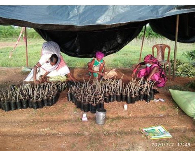 Three days training forquality planting material of horticultural crops organised in Nabarangpur, Odisha by CHES (ICAR-IIHR) under RKVY(S&T)