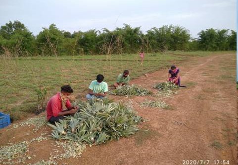 Three days training forquality planting material of horticultural crops organised in Nabarangpur, Odisha by CHES (ICAR-IIHR) under RKVY(S&T)