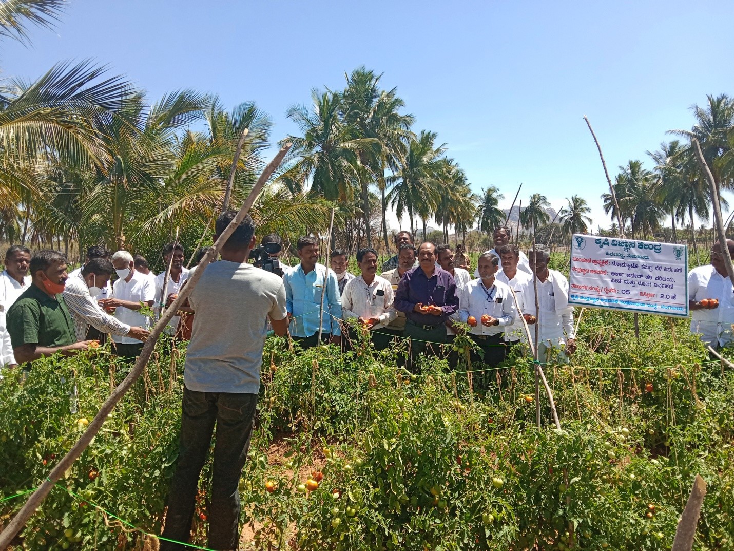 Field Day on ICM in Tomato Arka Abedh Hybrid by ICAR-KVK Hirehalli and Vegetable Division of ICAR-IIHR on 12th March 2021
