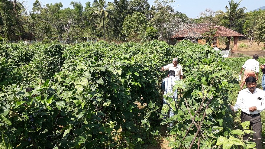 Field Day on yard long bean cv. Arka Mangla was Organized at Karkala Taluk  Udupi  on 29th January, 2020
