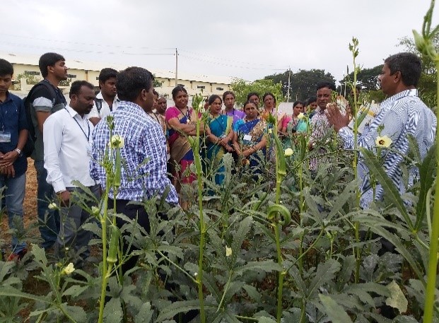 Organization of a Field day on “Arka Nikita"-a Okra Hybrid on 21.11.2019