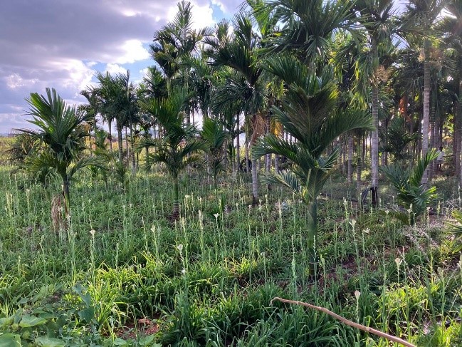 Field day of tuberose variety ‘Arka Prajwal’ organized at Kaginahalli, Shivamogga, Karnataka