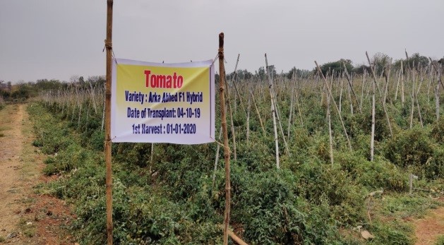 Bhendi and Tomato Field Day was Organized at Bidar