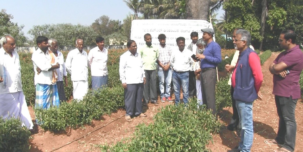 Crossandra – Arka Chenna Field day in Malavalli 