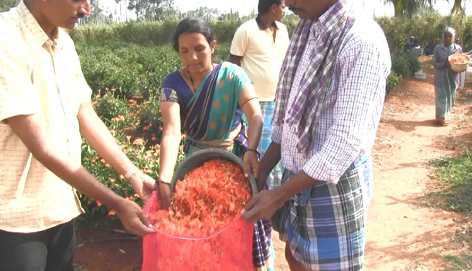 Crossandra – Arka Chenna Field day in Malavalli 