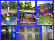 Agricultural Engineering