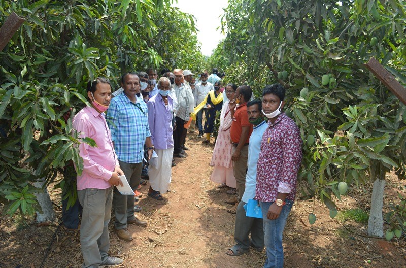 Field Day on Arka Neelachal Kesari: An Extra Early Mango, was organized by CHES (ICAR-IIHR), Bhubaneswar