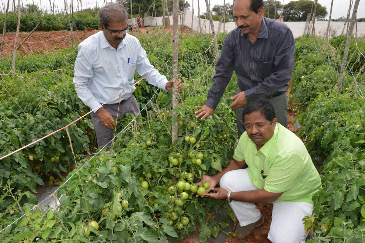 ICAR-IIHR Fruit Vegetable Ornamental Varieties 