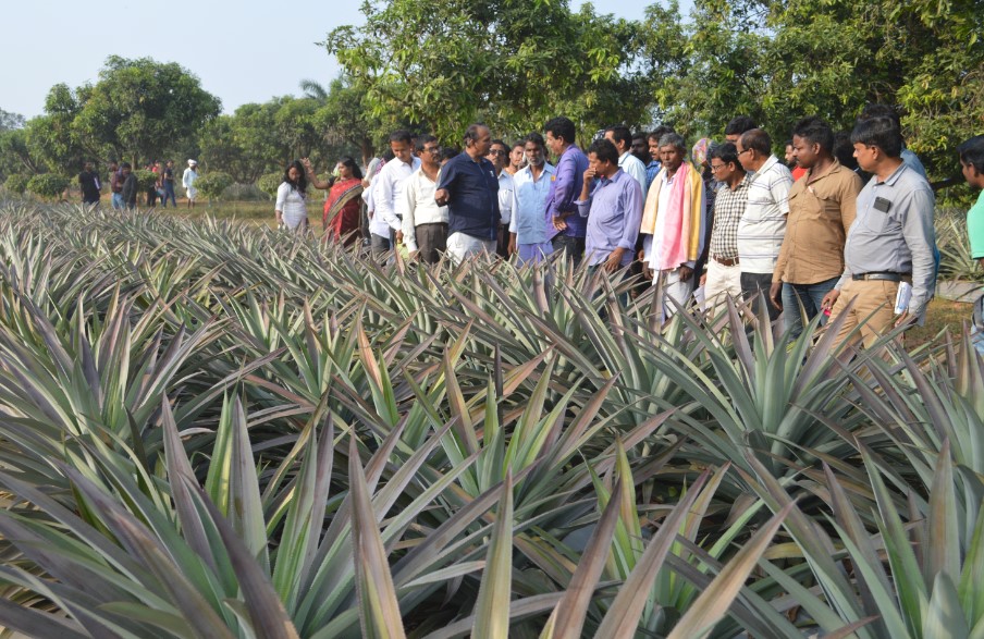 Organization of Workshop on Fruit Crop Diversification at CHES (ICAR-IIHR), Bhubaneswar on 29.11.2019