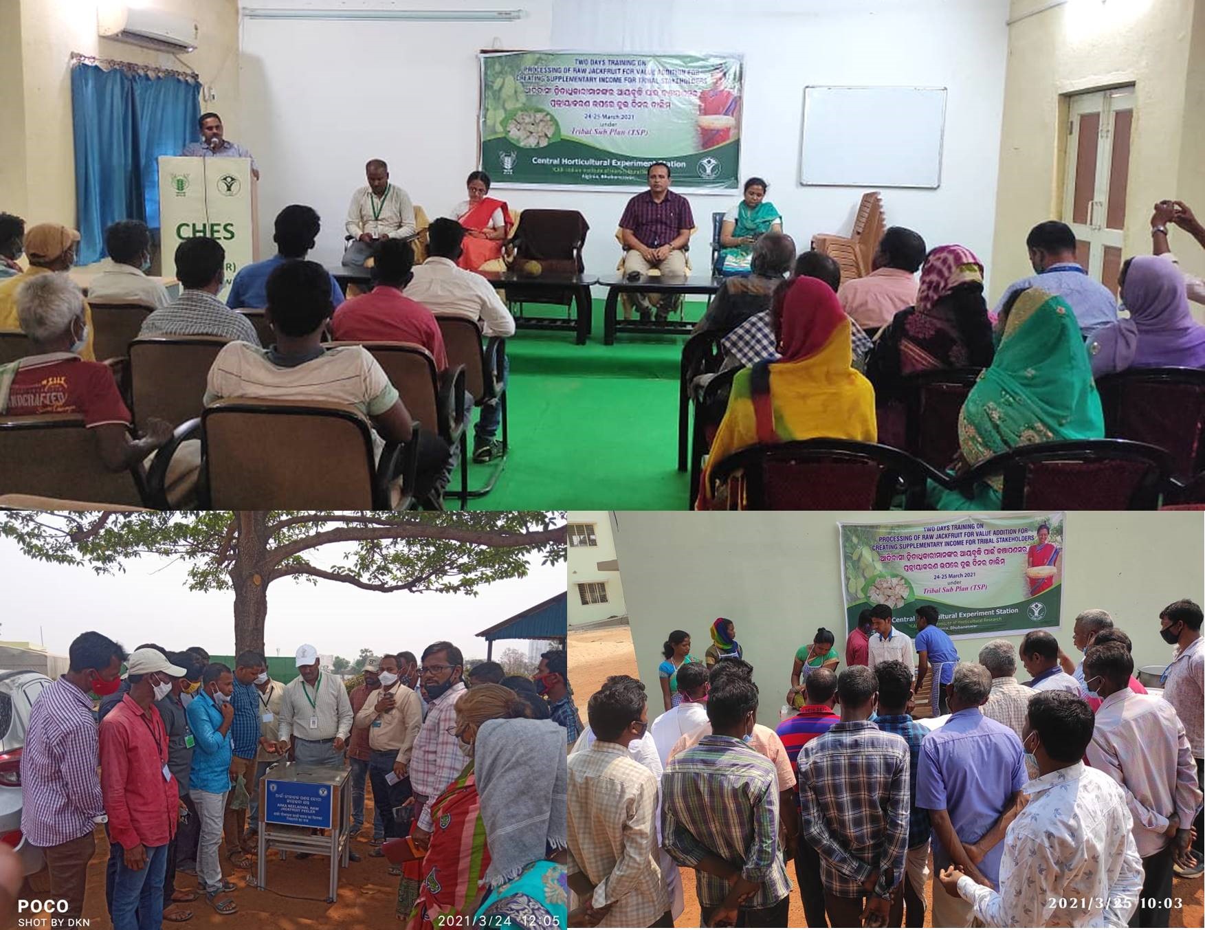 Two days training on ‘Processing of raw jackfruit for value addition for creating supplimentary income for tribal stakeholders’ organised by CHES (ICAR-IIHR), Bhubaneswar under Tribal Sub Plan