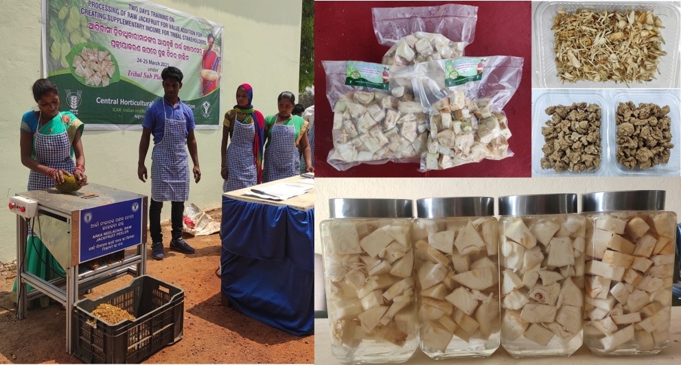Two days training on ‘Processing of raw jackfruit for value addition for creating supplimentary income for tribal stakeholders’ organised by CHES (ICAR-IIHR), Bhubaneswar under Tribal Sub Plan