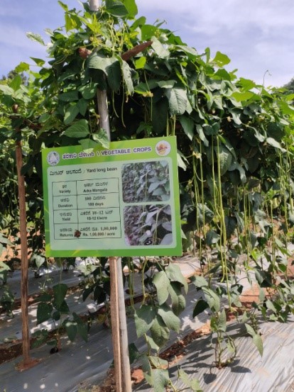 ICAR-IIHR participated in UAS, Bengaluru Krishimela 2020