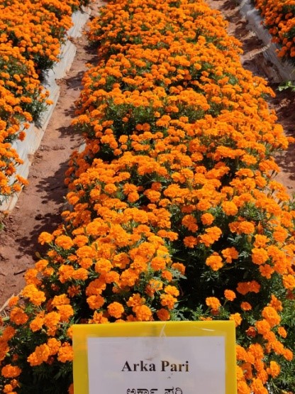 ICAR-IIHR participated in UAS, Bengaluru Krishimela 2020