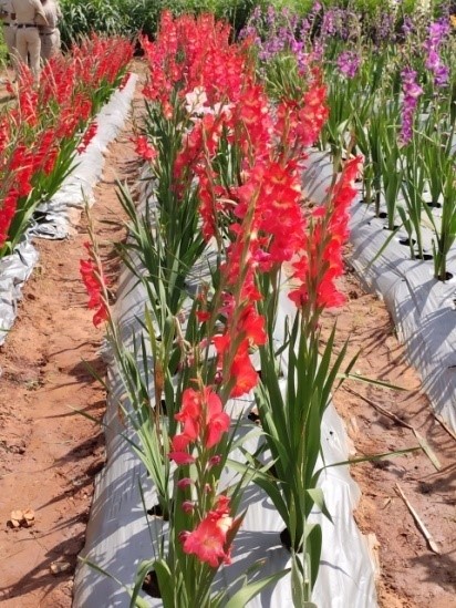 ICAR-IIHR participated in UAS, Bengaluru Krishimela 2020