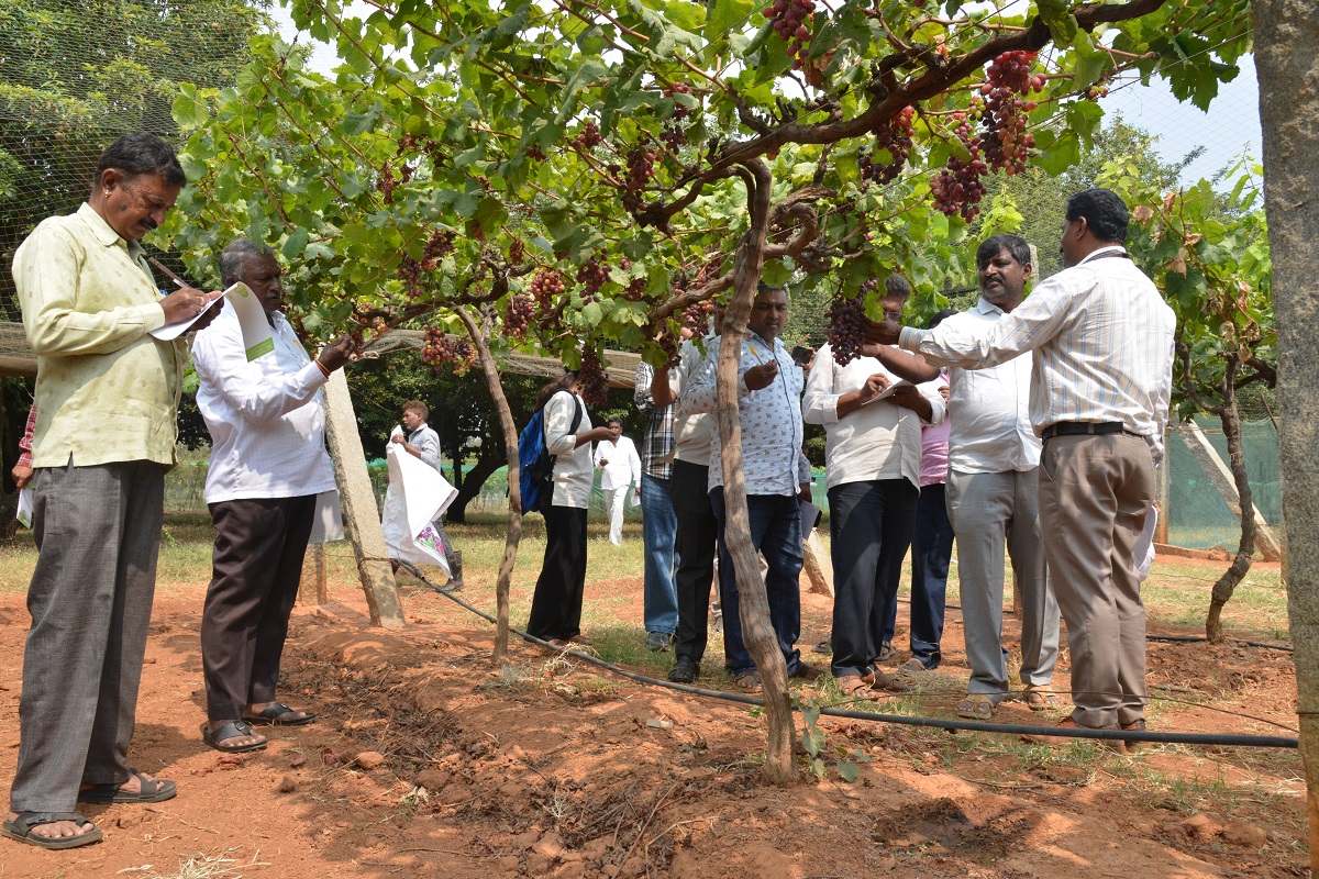 ICAR-IIHR organized Grape Field Day and Farmers Interaction Meet on 26th Feb 2026