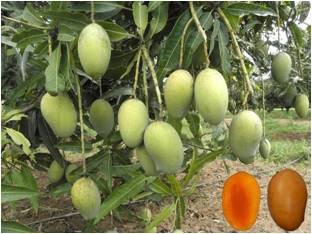 National mushroom day at ICAR-IIHR