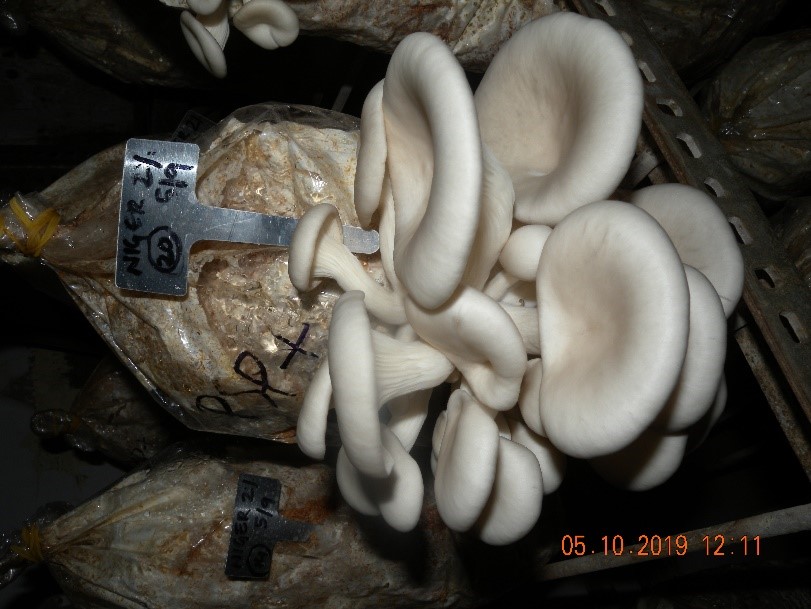 National mushroom day at ICAR-IIHR