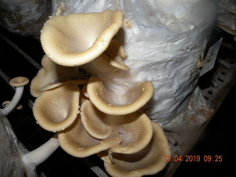 National mushroom day at ICAR-IIHR