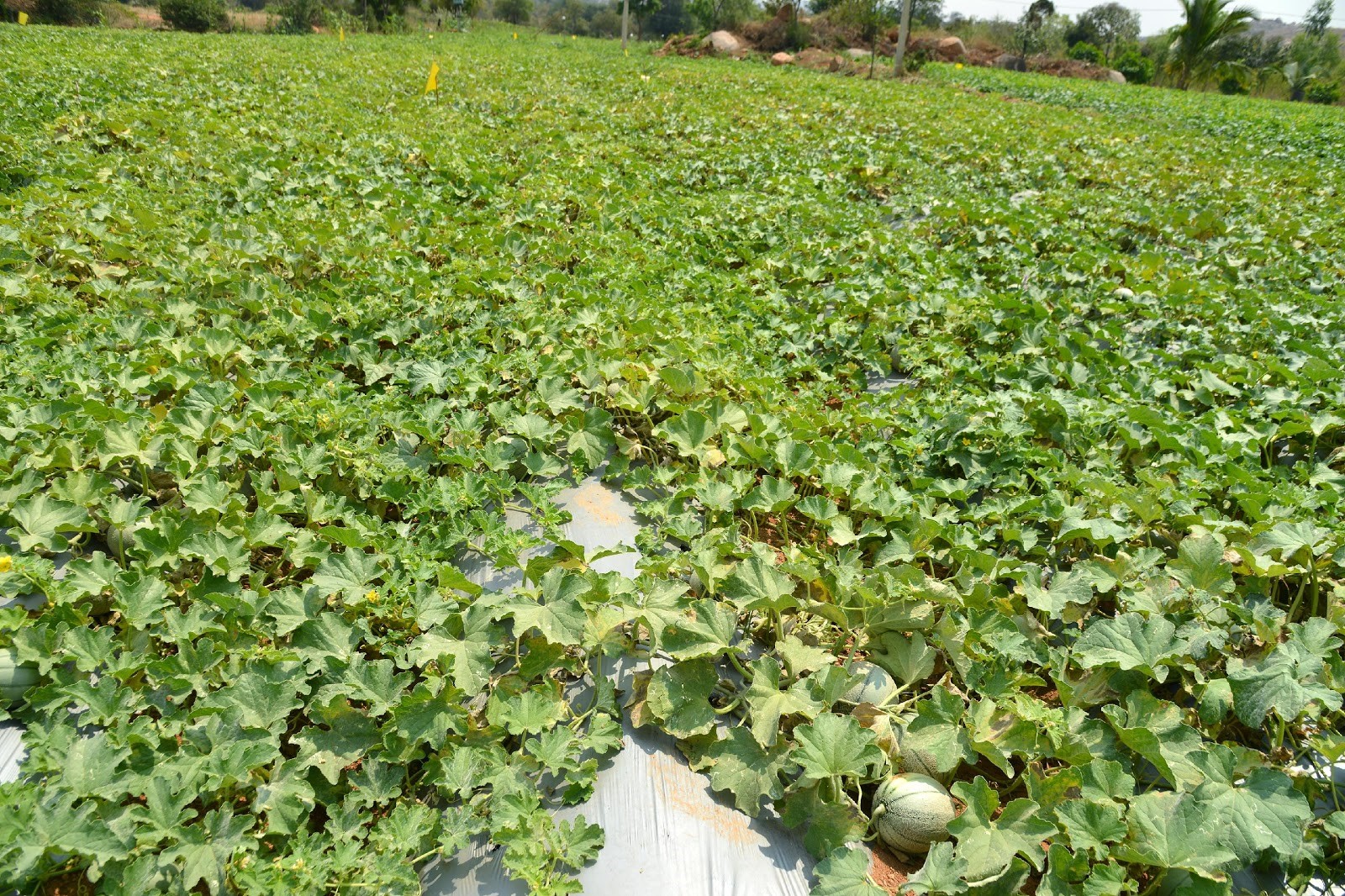 Field day on muskmelon variety, Arka Siri at Madapalli village, Maraganakunte, Bagepalli Taluk, Karnataka on 05.3.2020