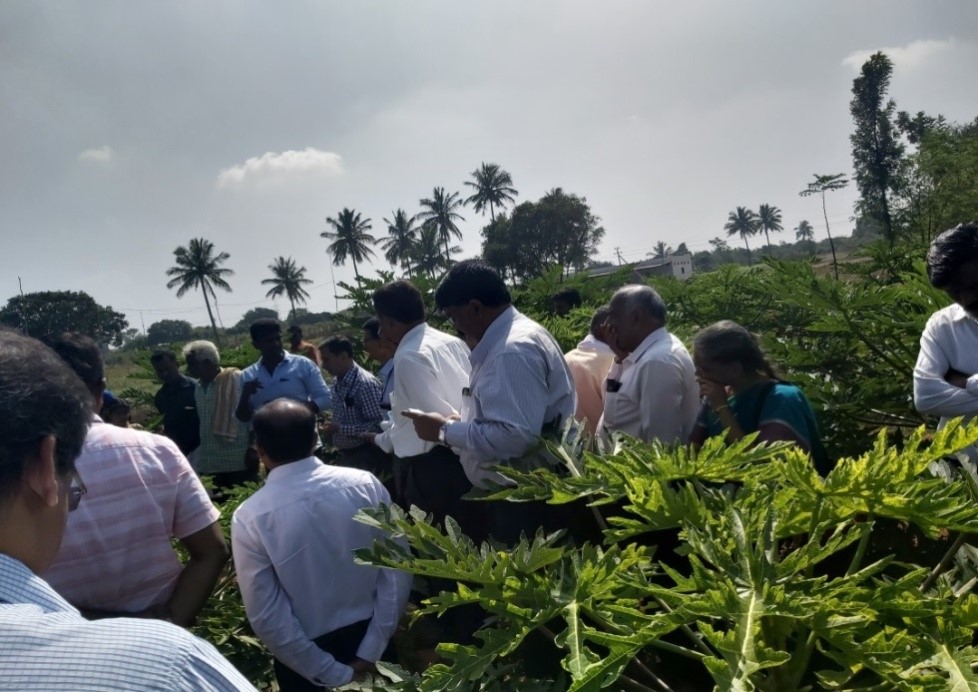 Papaya Field Day was Organized at Chintamani Taluk on 8th January, 2020
