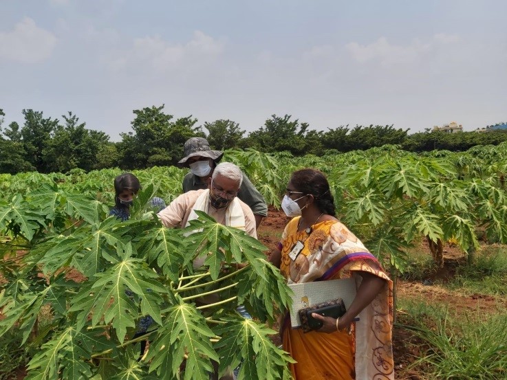 Skill training on “Papaya Seed Production” was organized for the Officials of Private Company at ICAR-IIHR, Bangalore