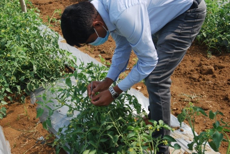 ITMU & CPC sponsored training program on ‘Pollen Cryopreservation in Solanaceous and Cucurbitaceous Vegetables’ at Division of Flower and Medicinal Crops from 19-23rd April  2021 