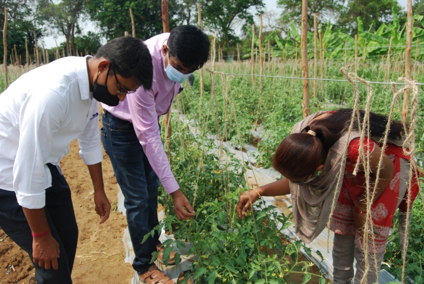 ITMU & CPC sponsored training program on ‘Pollen Cryopreservation in Solanaceous and Cucurbitaceous Vegetables’ at Division of Flower and Medicinal Crops from 19-23rd April  2021 