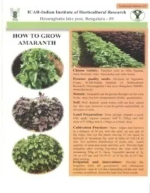 HOW TO GROW AMARANTH
