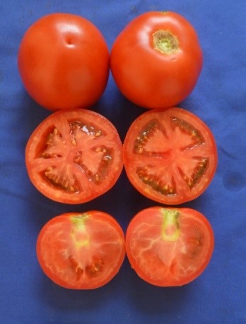 Centella asiatica genotypes, IIHR CA-1 and IIHR CA-13