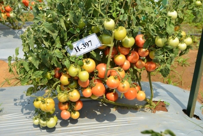 Onion varieties and F1 hybrids suitable for development of Paste