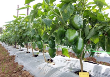 New Gerbera Lines 3-34 and 8-45 were identified