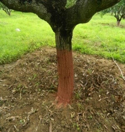 Arka Rakshak: High yielding triple disease resistant tomato F1 hybrid with export potential