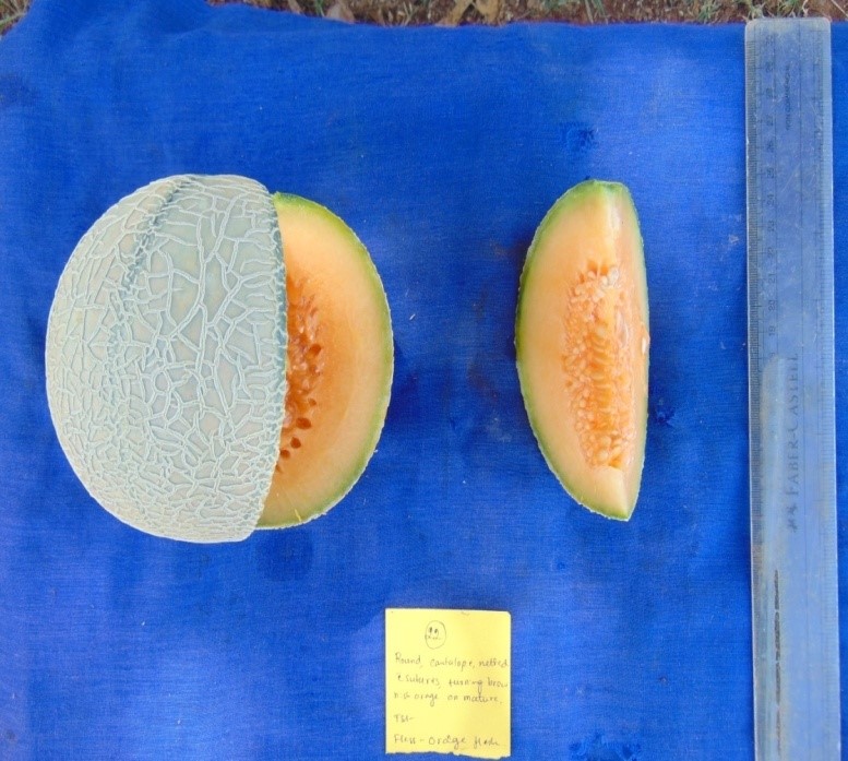 New Yard Long Bean Selection Arka Mangala for high yield