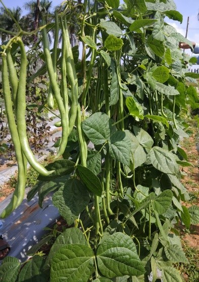 Technology (Sealer cum healer) for Mango Trunk borer management