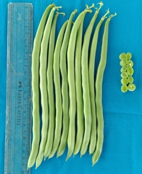 National Conference on 'Fruit Breeding in Tropics and Subtropics - An Indian Perspective'