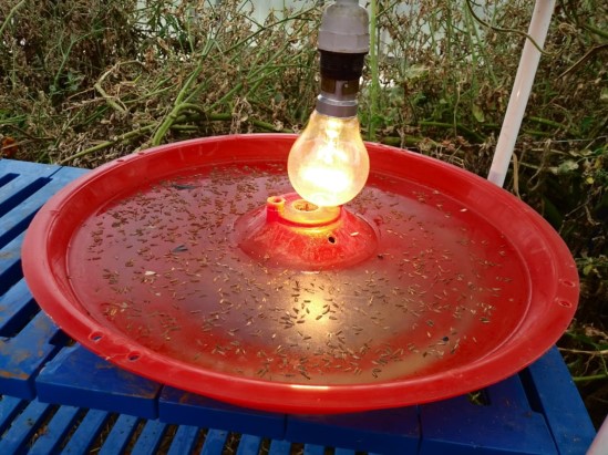 A new whole pod edible dual purpose Pea variety Arka Apoorva