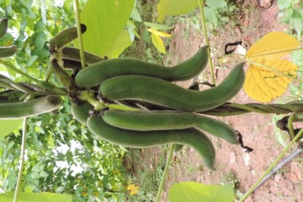 Dipping of fruits in mango wash 