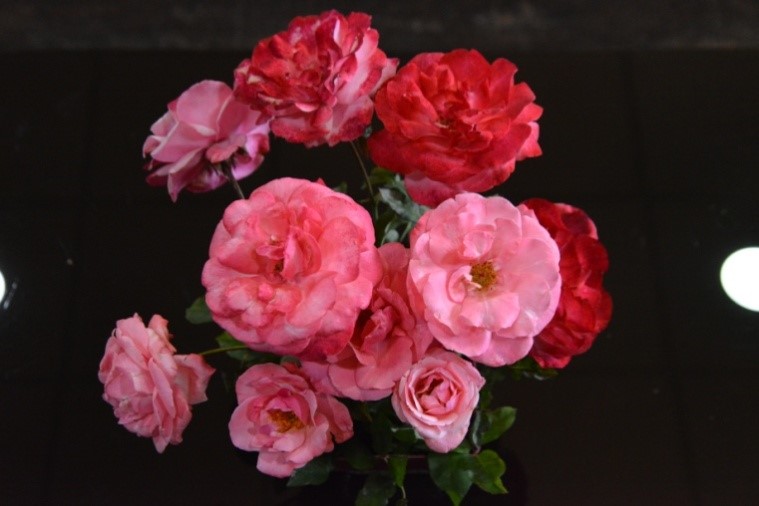 Management of Diamond Back Moth (DBM) and Aphids in cabbage using Neem Seed Powder Pellets (NSPP)