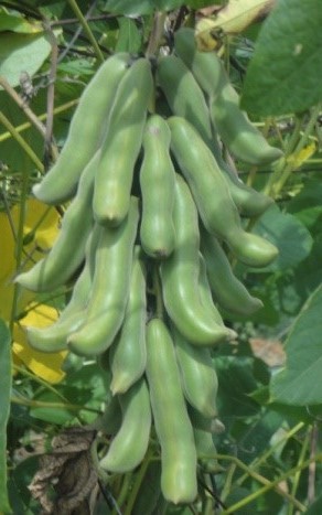 ICAR-IIHR Developed 3 new Rose Varieties Arka Ivory, Arka Pride and Arka Sukanya