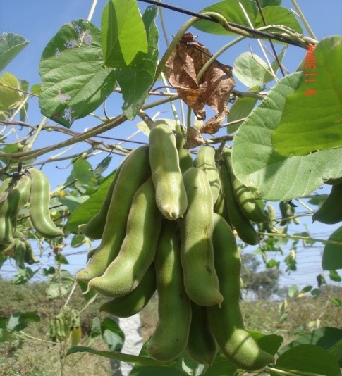 ICAR-IIHR developed two Ridge Gourd Varieties