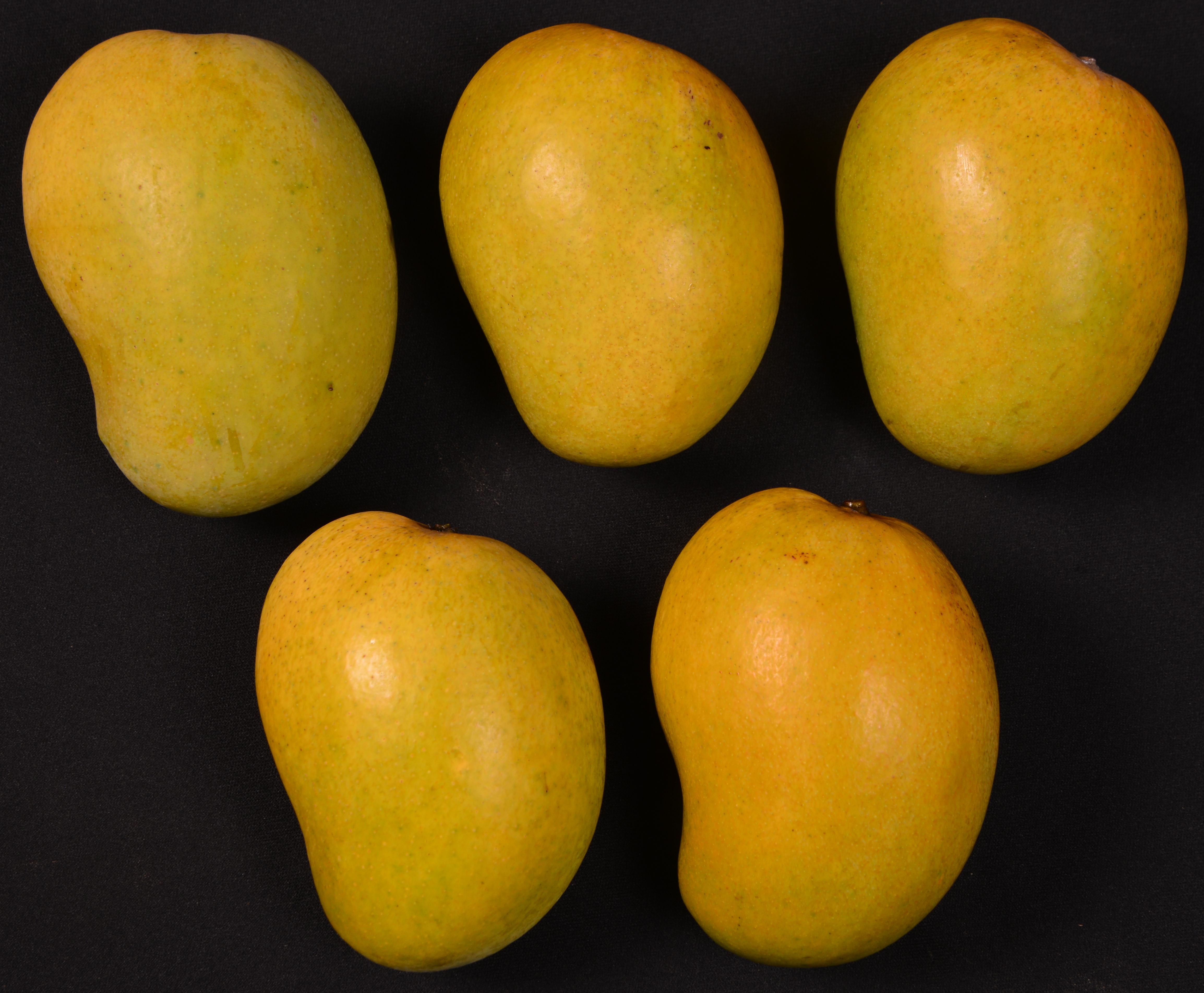 Arka Mechanized Raw Jackfruit Peeler