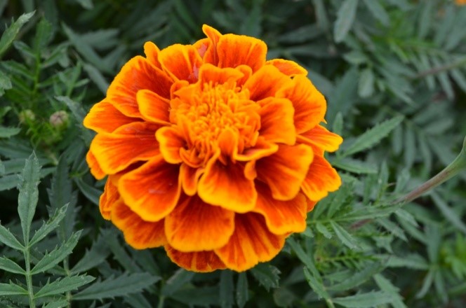 Mushroom value added products- A blend of tradition, nutrition and taste