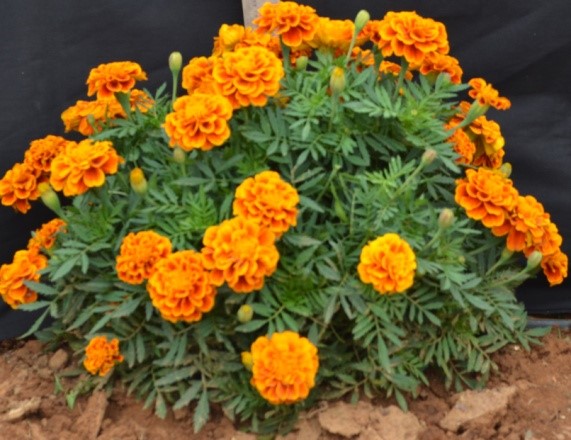 Solar Power Integrated Outdoor Mushroom Growing Unit