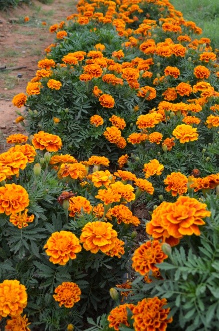 ICAR-IIHR developed new mango hybrid, Arka Suprabhath (H-14)