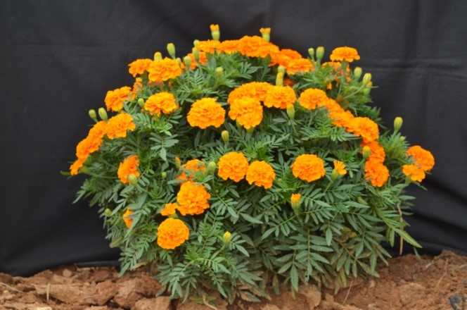 Garden Rose Variety, Arka Sharmeeli