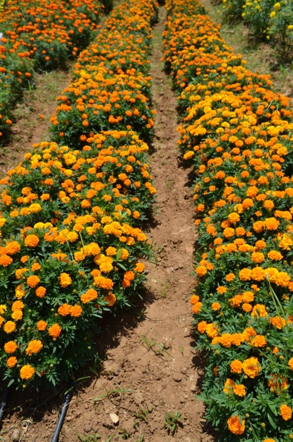 Garden Rose Variety, Arka Sinchana