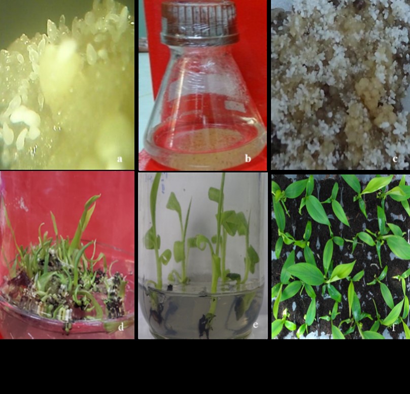 Gerbera variety, Arka White