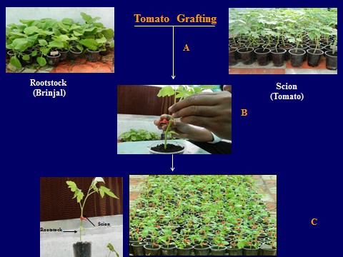 Okra F1 Hybrid - Arka Nikita